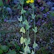 Blackstonia perfoliata