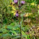 Gentianella amarella