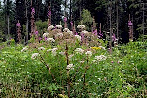 Angelica sylvestris Wild Angelica