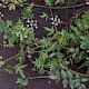 Apium nodiflorum
