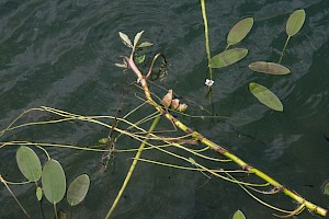 Aponogeton distachyos Cape-pondweed