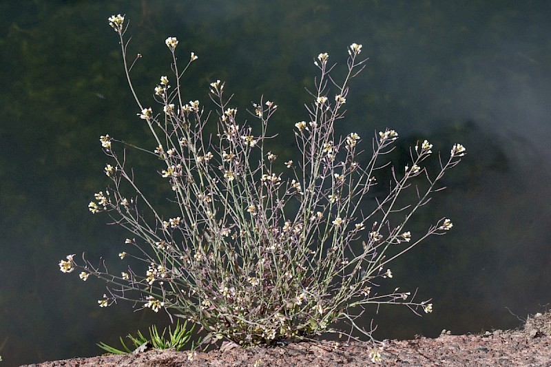 Arabidopsis thaliana - &copy; Charles Hipkin