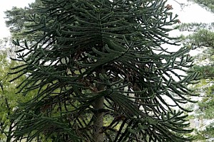Araucaria araucana Monkey-puzzle