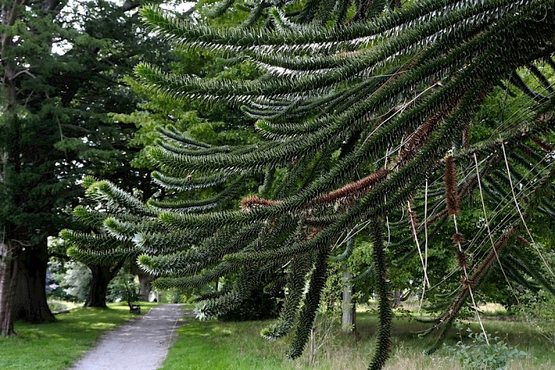 Araucaria araucana - © Charles Hipkin