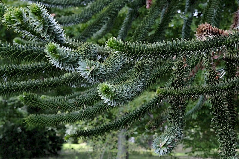 Araucaria araucana - © Charles Hipkin