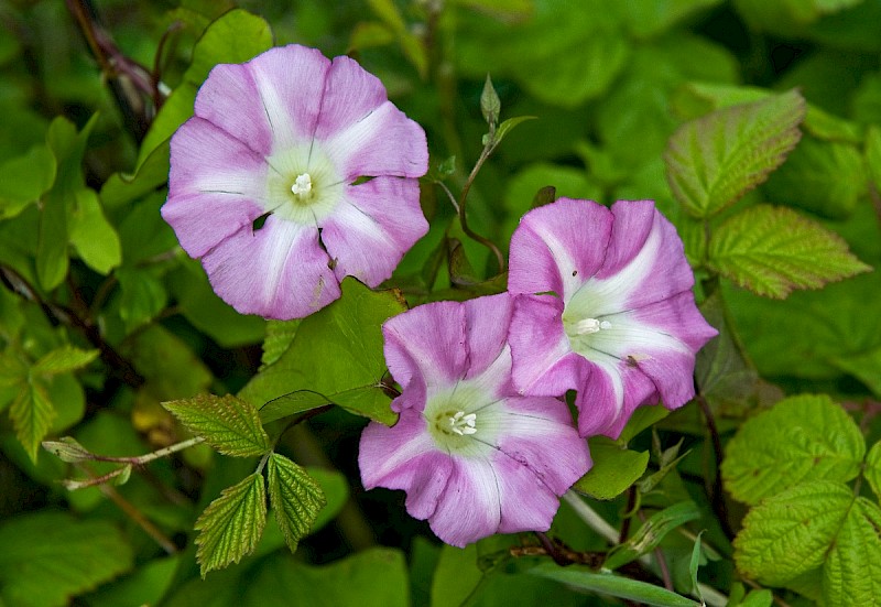 Calystegia pulchra - &copy; Charles Hipkin