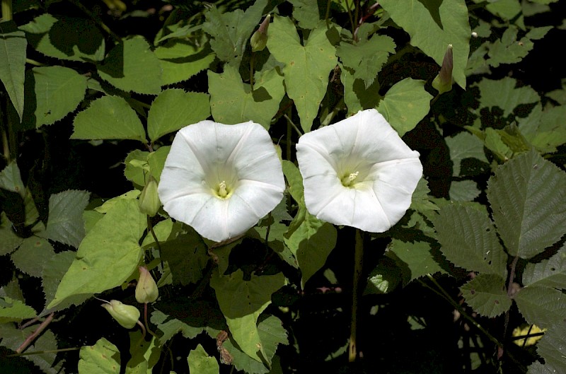 Calystegia silvatica - &copy; Charles Hipkin