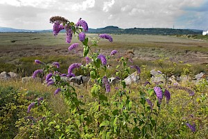 Buddleja davidii Butterfly-bush