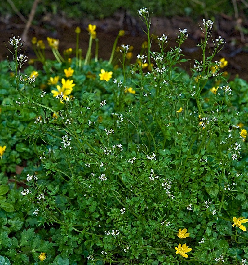 Cardamine flexuosa - © Charles Hipkin