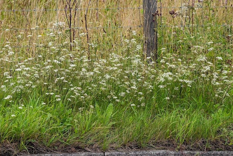 Pimpinella saxifraga - © Charles Hipkin