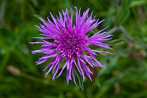 Centaurea debeauxii subsp. thuillieri 