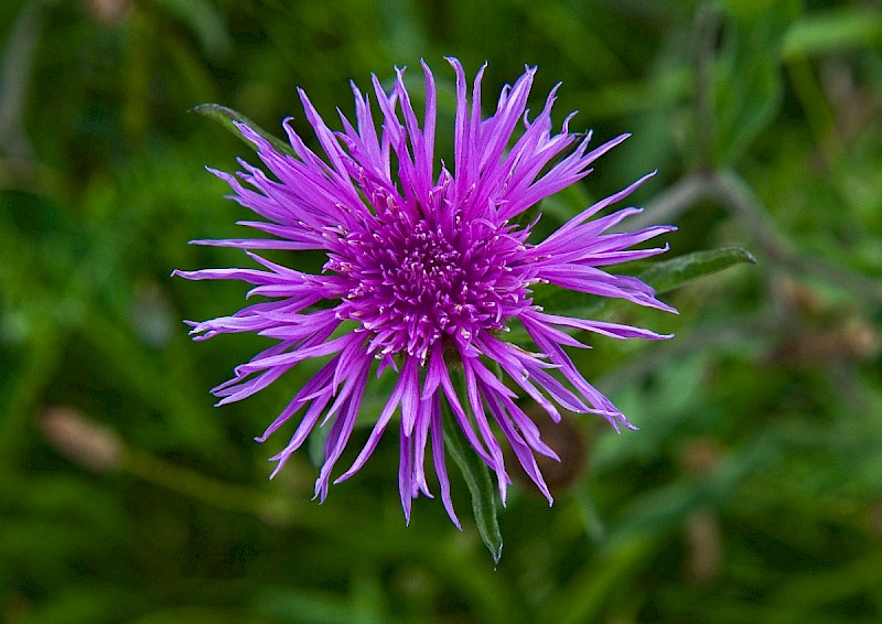 Centaurea debeauxii subsp. thuillieri - © Charles Hipkin