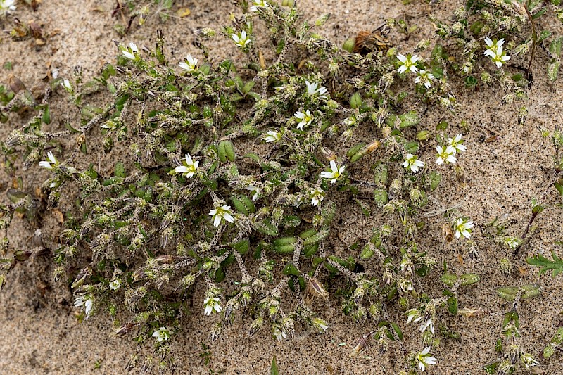 Cerastium diffusum - &copy; Charles Hipkin
