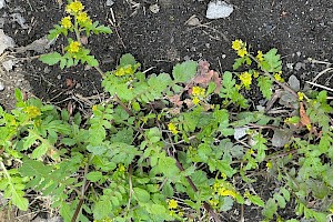 Rorippa islandica Northern Yellow-cress