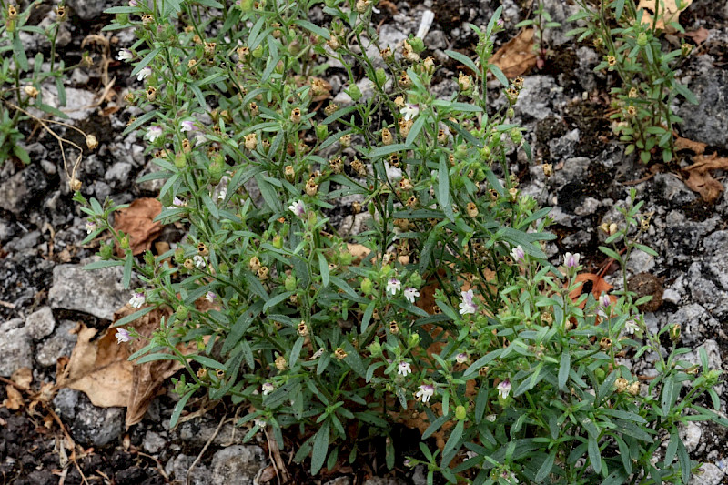 Chaenorhinum minus - &copy; Charles Hipkin