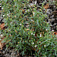 Chaenorhinum minus