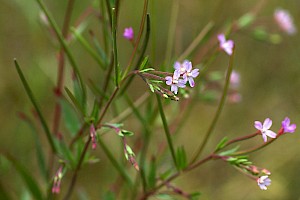 Epilobium ciliatum American Willowherb