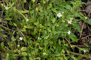 Epilobium lanceolatum Spear-leaved Willowherb