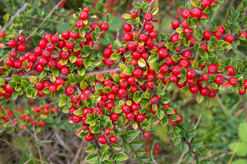 Cotoneaster horizontalis - &copy; Charles Hipkin