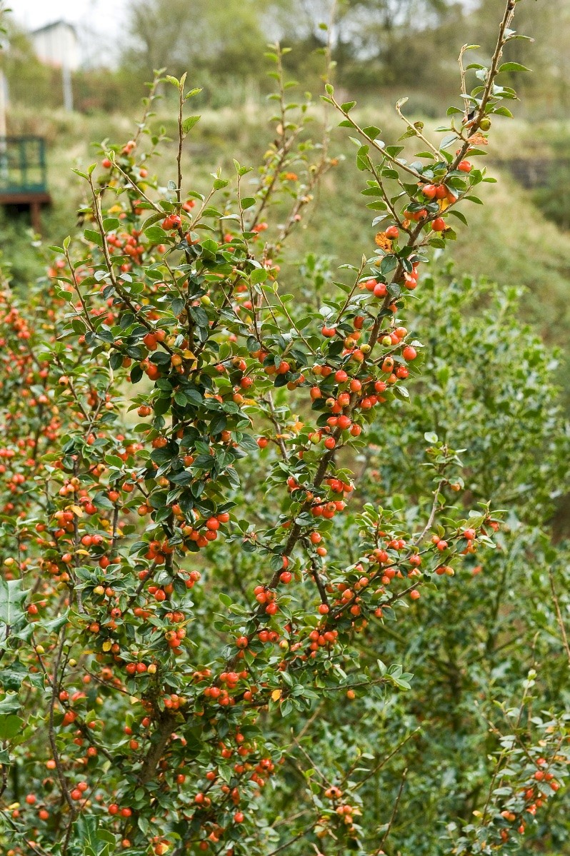 Cotoneaster simonsii - &copy; Charles Hipkin