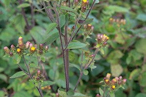 Inula conyzae Ploughman's-spikenard