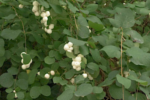 Symphoricarpos albus Snowberry
