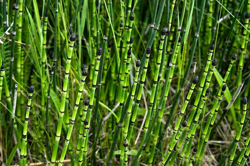Equisetum hyemale - &copy; Charles Hipkin
