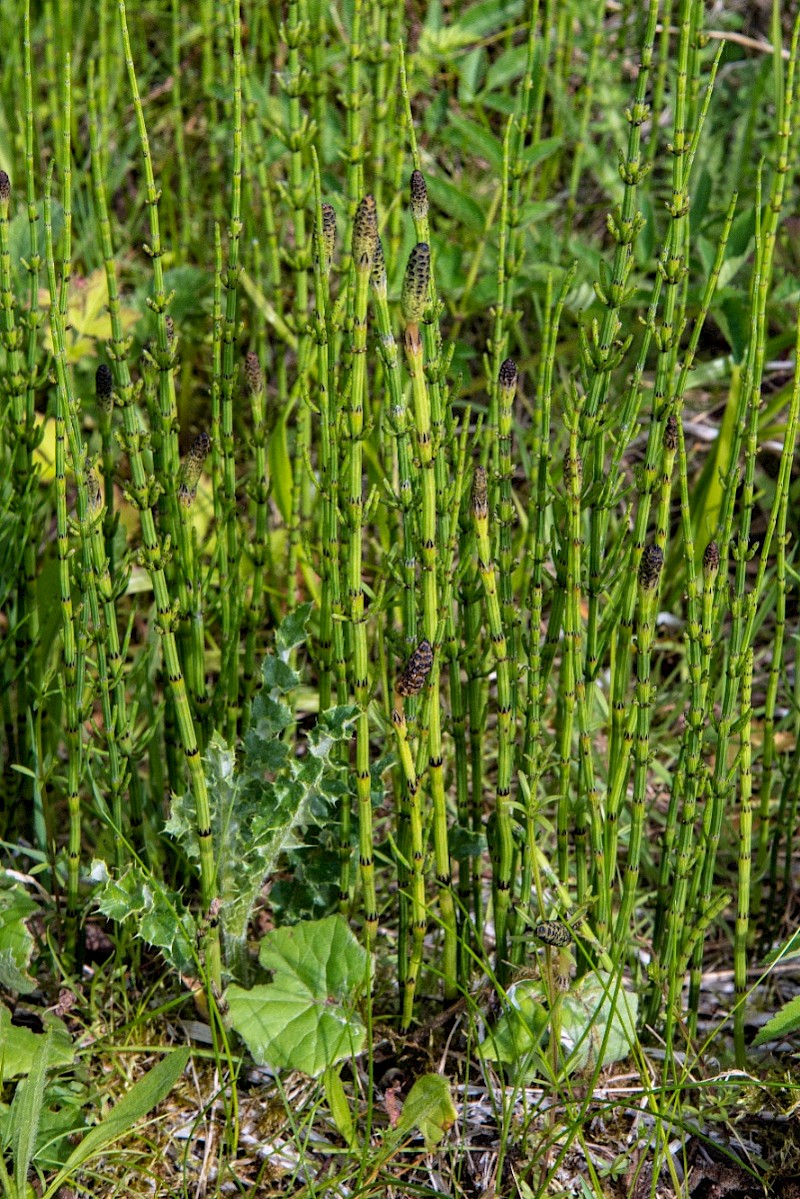 Equisetum palustre - &copy; Charles Hipkin
