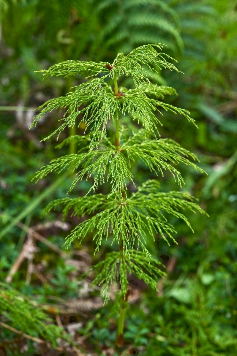 Equisetum sylvaticum - &copy; Charles Hipkin