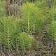 Equisetum telmateia