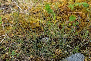 Equisetum variegatum Variegated Horsetail