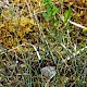 Equisetum variegatum