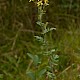 Senecio erucifolius