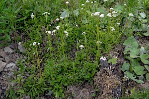 Valeriana dioica Marsh Valerian