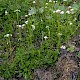 Valeriana dioica