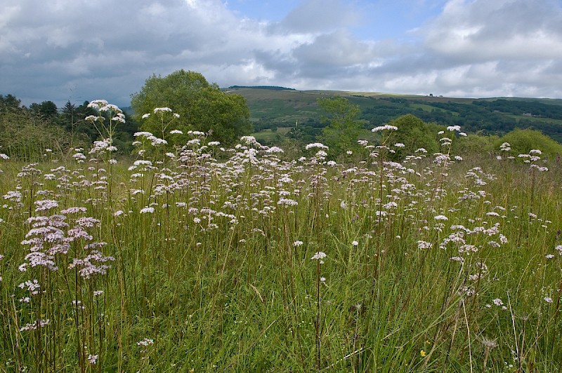 Valeriana officinalis - © Charles Hipkin