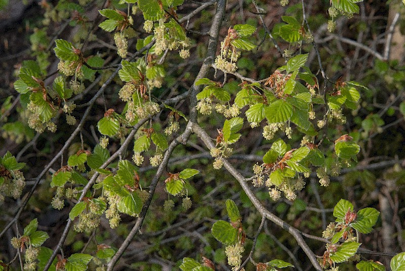 Fagus sylvatica - © Charles Hipkin
