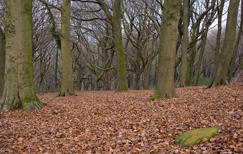Fagus sylvatica - © Charles Hipkin
