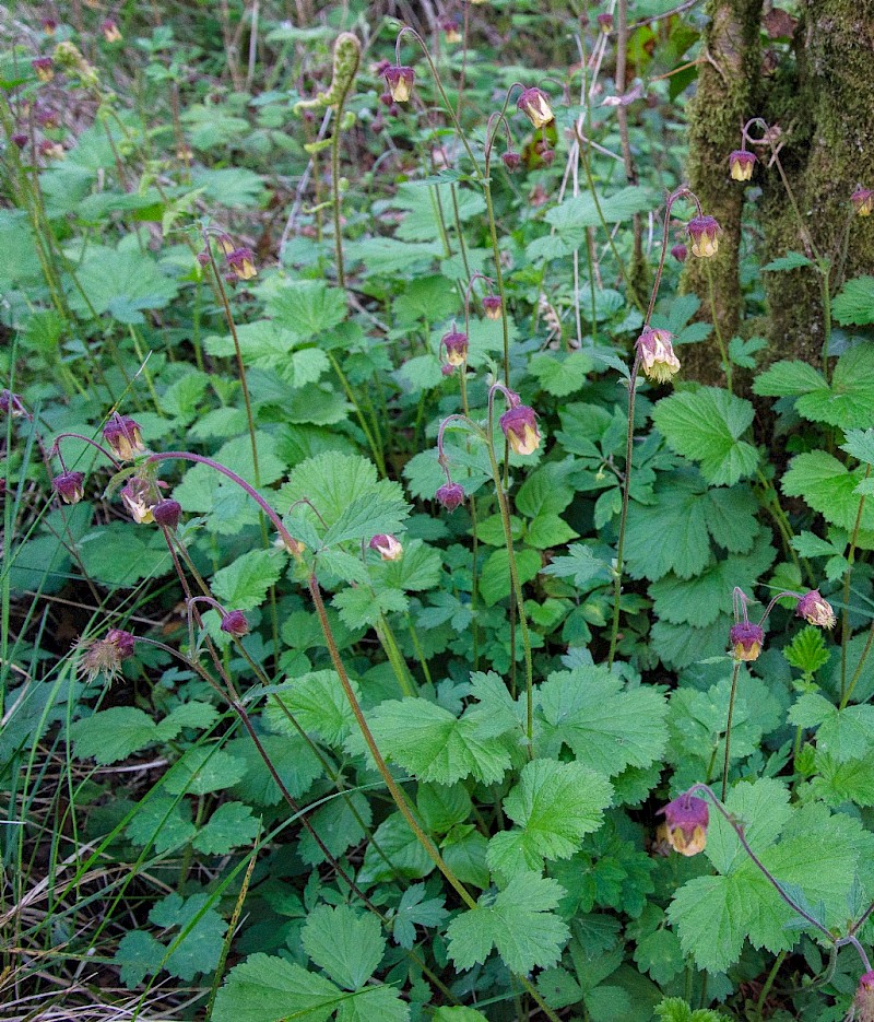 Geum rivale - © Charles Hipkin