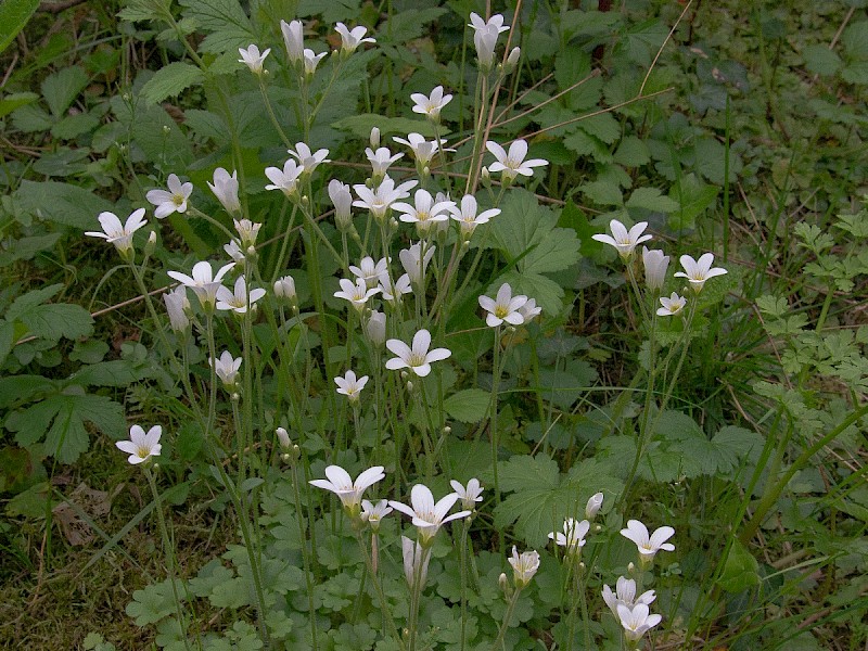Saxifraga granulata - &copy; Charles Hipkin