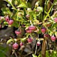 Vaccinium myrtillus