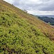 Vaccinium myrtillus