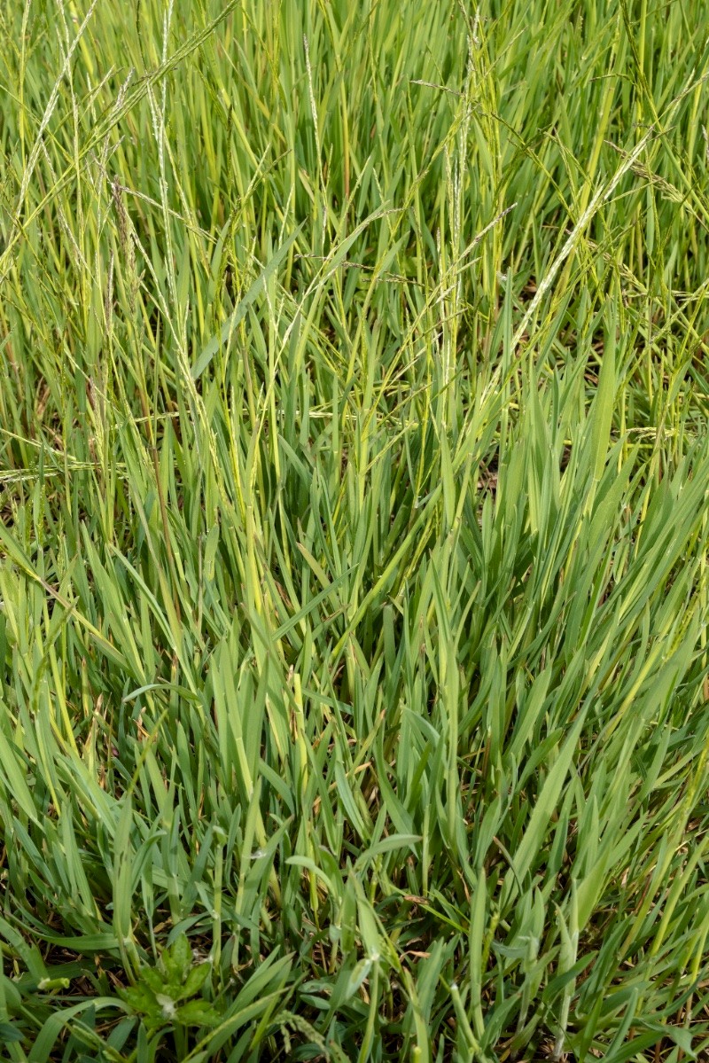 Glyceria declinata - © Charles Hipkin