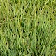 Glyceria declinata