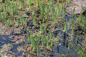 Hippuris vulgaris Mare's-tail