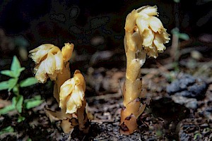 Hypopitys monotropa Yellow Bird's-nest