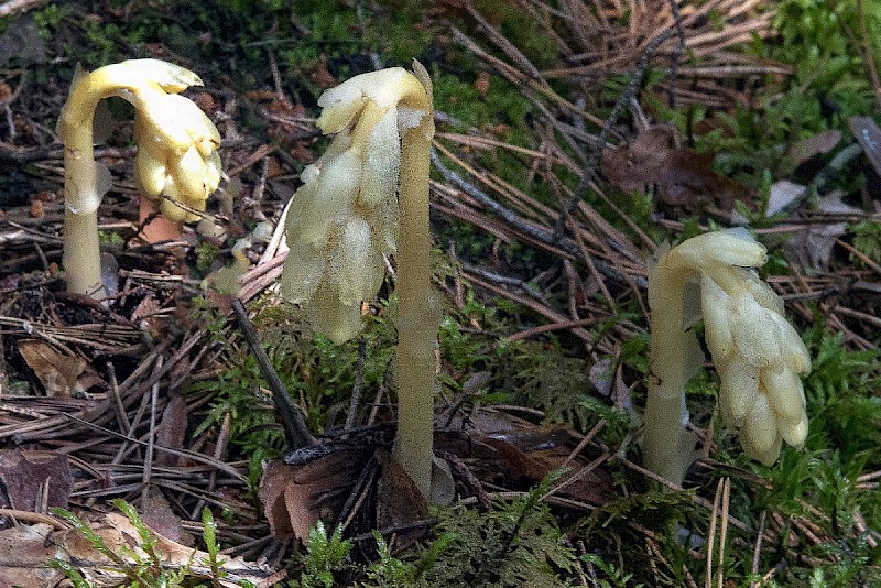 Hypopitys monotropa - &copy; Charles Hipkin