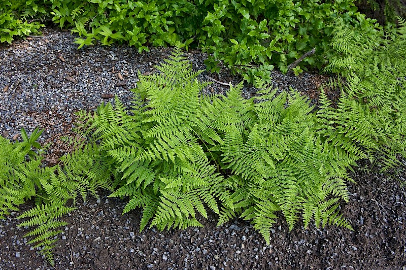 Pteridium aquilinum - &copy; Charles Hipkin