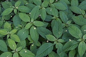 Impatiens parviflora Small Balsam