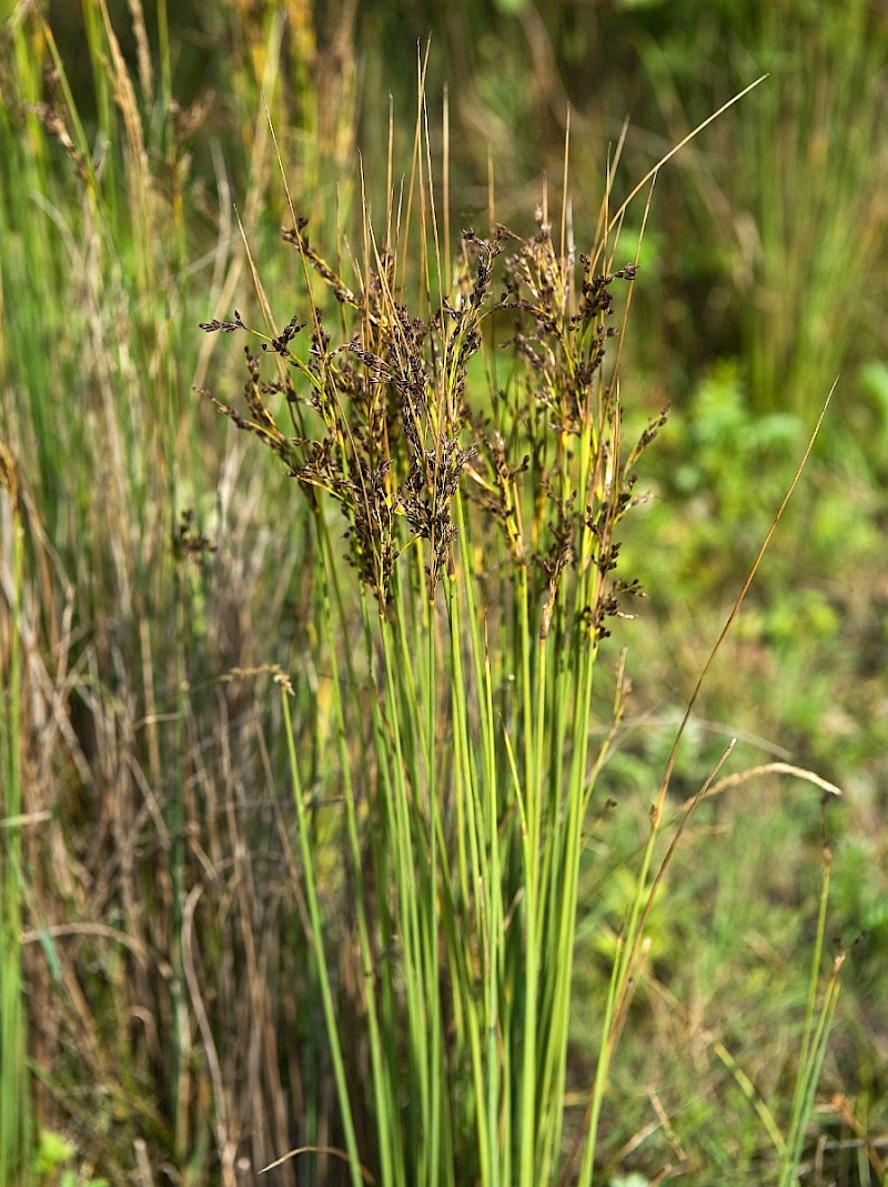 Juncus maritimus - &copy; Charles Hipkin